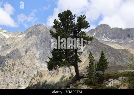 Eine widerstandsfähige Schweizer Kiefer, die auf felsigen Hängen wächst, mit dem majestätischen Gipfel der Grosse Ohrenspitze (3101 m) im Hintergrund, Südtirol, Alpen. Stockfoto