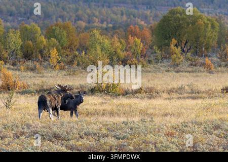 Wildes Elchpaar in einer Herbstlandschaft in Norwegen Stockfoto