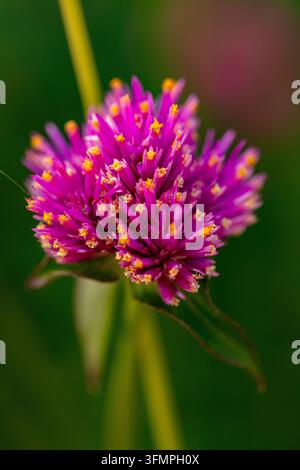 Natürliche Nahaufnahme eines blühenden Pflanzenporträts der atemberaubenden Gomphrena pulchella ‚Fireworks‘, allgemein bekannt als Feuerwerk-Glob Amaranth. stimmungsvoll, neuartig, gesund Stockfoto