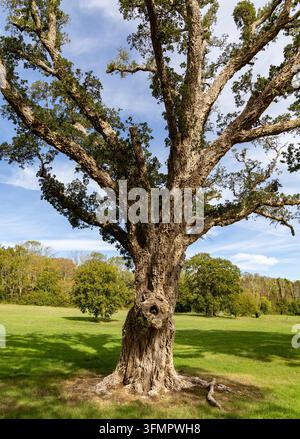 Großer, ausgewachsener Korkeichenbaum (Quercus suber) mit tief strukturiertem Stamm und ausladenden, belaubten Ästen auf einem grünen Rasen auf dem Gelände von Osborne House Stockfoto
