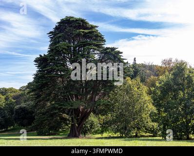 Großer immergrüner Monterey-Zypresse-Baum mit breitem, ausladendem Kronendach auf einem sonnigen Rasen, umgeben von Wald auf dem Gelände von Osborne House Stockfoto