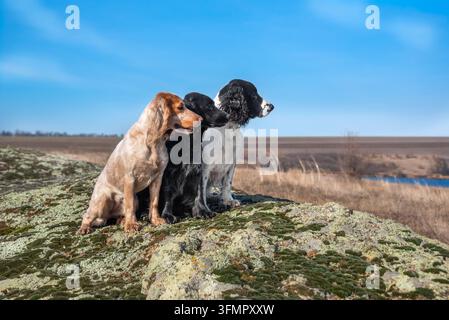 Eine Gruppe von Jagdhunden verschiedener Farben der Spaniel-Rasse sitzt auf dem steinigen Ufer des Flusses. Entenjagd mit Jagdhunden. Stockfoto