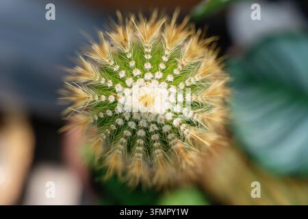 Makroaufnahme eines runden goldenen Barrel-Kaktus, der von oben scharfe gelbe Stacheln zeigt. Stockfoto
