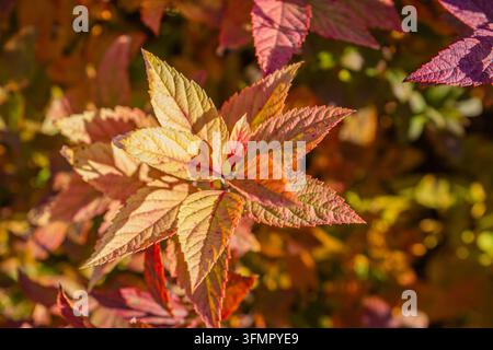 Farbenfrohe Herbst-Spiraea-japonica-Blätter in gelbem und rotem Laub, Nahaufnahme für Herbsthintergrund, Gartennaturlandschaft und saisonales Banner. Stockfoto