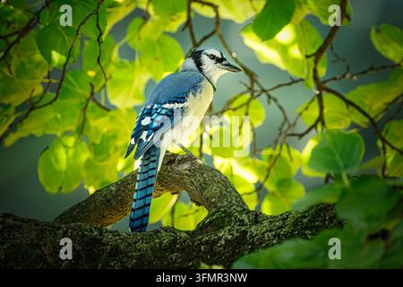 Blaue Eichelhäher sitzt auf einem Ast mit grünen Blättern Stockfoto