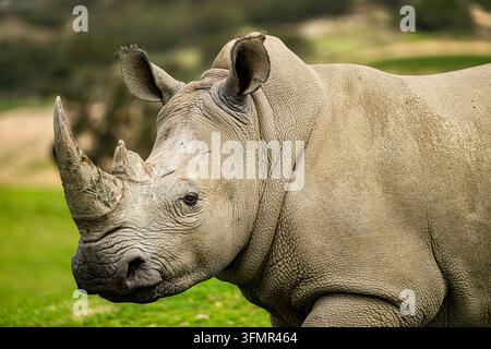Weißer Nashorn im Profil auf grünem Gras Stockfoto