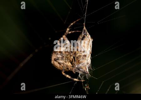 Europäische Gartenspinne / Kreuzspinne - Araneus Diadematus - mit Beute im Netz Stockfoto