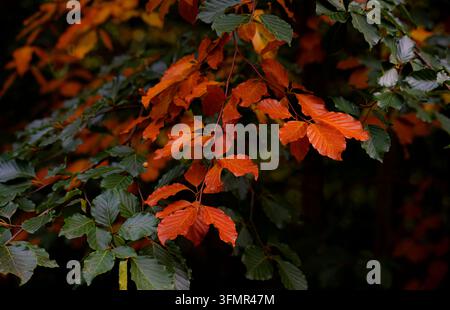 Atemberaubendes Herbstlaub mit lebhaften orangefarbenen und grünen Buchenblättern an Ästen im saisonalen Wald Stockfoto