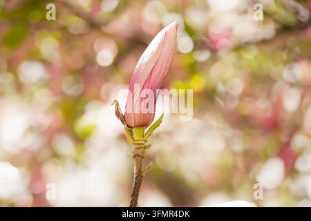 Blassrosa Blütenknospe in Nahaufnahme Stockfoto