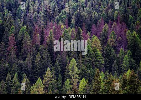 Luftaufnahme eines dichten immergrünen Waldkanopy Stockfoto