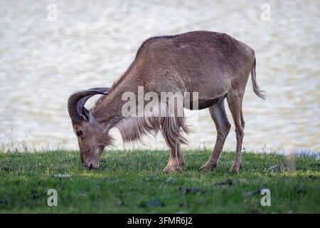 Antilope mit gebogenen Hörnern, die auf grünem Gras auf einer Wiese grast Stockfoto