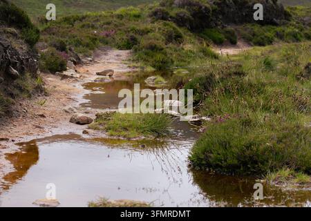 Ein rauer Feldweg, der mit flachen Regenwasserpfützen übersät ist und sich durch grünes Gras und Heidekraut in den ländlichen schottischen Hochlanden schlängelt. Stockfoto