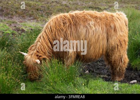 Eine klassische Seitenansicht einer flauschigen roten Hochlandkuh, die friedlich in einer wilden grünen Moorniederung auf der Isle of Hoy, Schottland, steht Stockfoto