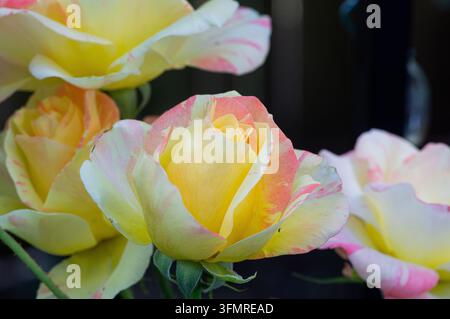 Nahaufnahme von gelben Rosen mit rosa Streifen, die in einem Garten blühen Stockfoto