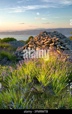 Lavendel und trockene Steinmauer bei Sonnenuntergang, Brusje, Hvar, Kroatien Stockfoto