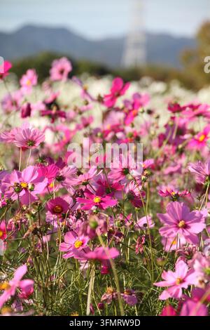 Rosa Kosmeien blühen in einem sonnenbeschienenen Herbstfeld mit weich gefokussierten Hügeln im Hintergrund in Japan. Stockfoto