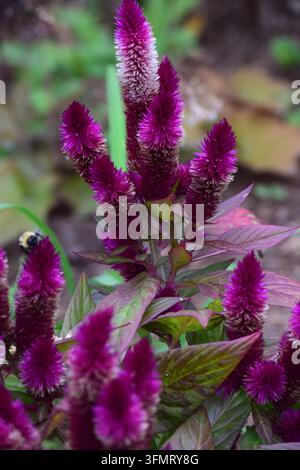 Nahaufnahme von lebhaften magentafarbenen Celosia argentea-Blütenständen, die sich zwischen üppigem violettem und grünem Laub in einem Garten erheben Stockfoto