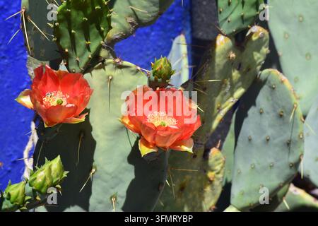 Eine Nahaufnahme eines Opuntia-Feigenkaktus, der lebendige orange und rote durchscheinende Blüten und grüne runde Blätter vor einer leuchtend blauen Wand zeigt Stockfoto