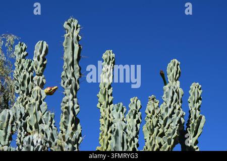 Niedrigwinklige Ansicht mehrerer verdrehter Stängel eines Monstrose Apfelkaktus, Cereus repandus f. monstrosus, die unregelmäßige wellige Rippen gegen einen blauen Himmel zeigen. Stockfoto