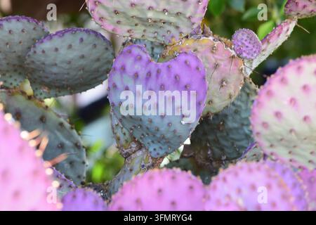 Nahaufnahme eines Opuntia-santarita-Kaktus mit deutlichen violetten und blaugrünen herzförmigen Segmenten, die mit dunklen Büscheln von Glochiden bedeckt sind. Stockfoto