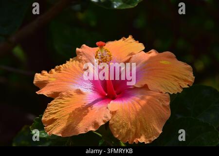 Eine atemberaubende tropische Hibiscus-rosa-sinensis-Blüte zeigt auffallende orangefarbene Blütenblätter, vermischt mit einem hellen magentafarbenen Zentrum und einem markanten gelben Stempel Stockfoto