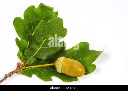 Eichenblätter und Eichel auf weißem Hintergrund. Nahaufnahme eines Eichenastes. Stockfoto