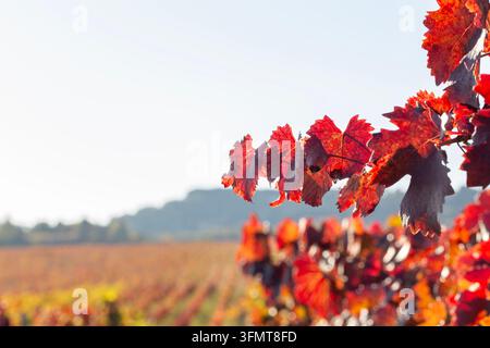 Schönes rotes und orangefarbenes Weinlaub in einem atemberaubenden Herbstweingarten in Kachetien, Georgien. Malerische ländliche Landschaft mit sanften Hügeln und heller Clematis Stockfoto