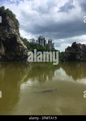 Ein Wasserwaran (Varanus salvator) schwimmt in einem grünlich gefärbten See, der von felsigen Klippen in Singapur umgeben ist. Wohnhochhäuser sind im Hintergrund zu sehen Stockfoto
