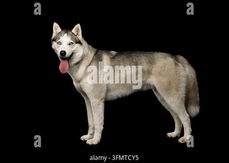 Sibirischer Husky-Hund in voller Länge im Seitenansicht, rosa Zunge heraus, isoliert auf schwarzem Hintergrund, dickes flauschiges grau-weißes Fell, stark athletisch Stockfoto