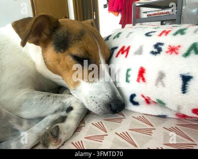 Nahaufnahme eines schönen weißen, braunen und schwarzen Jack-Russell-Hundes, der auf einer Couch döst Stockfoto