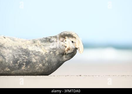 Extreme Nahaufnahme einer Seelöwen-Hinterflosse, die auf einer hellen Oberfläche ruht, zeigt nasses graues Fell, schnurrbartartige Textur, winzige Sandkörner und ausgedehnte Haut Stockfoto