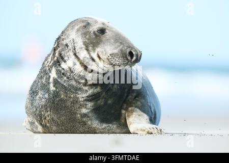 Extremer Nahaufnahme eines Seelöwenkopfes über klarem blauem Wasser, betont sein glänzendes Auge, das nasse Fell, die langen Schnurrhaare und die runde Schnauze im hellen natürlichen Licht Stockfoto