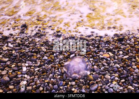 Langzeitbelichtete Ansicht von gestrandeten Quallen, die über einen Kiesstrand auf Helgoland Düne verteilt sind, während sanfte Nordsee Wellen über das Ufer schwappen in Stockfoto