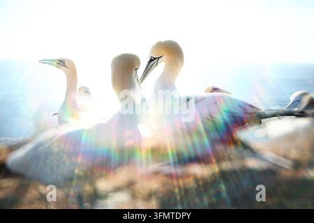 Träumende pictorialistische Ansicht von atlantischen Tauchern, die sich in einer Küstenkolonie versammelt haben, beleuchtet von intensivem Gegenlicht und Regenbogen-Lichtstreuung für eine ätherische Kunst Stockfoto
