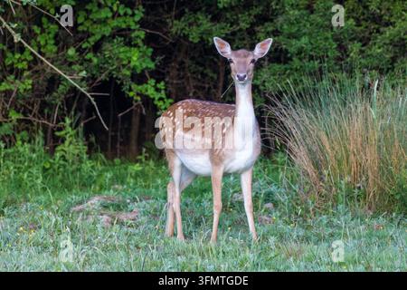 Eine junge Dama-Hirschkuh, die während des Abendlichts wachsam auf einem grasbewachsenen Feld vor einer dichten grünen Waldhecke steht, Wildtierfoto. Stockfoto