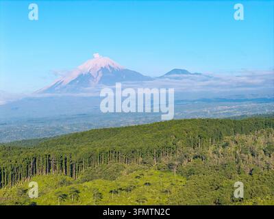 Luftaufnahme von oben auf die perfekt gepflegten Agrarlinien des Kertowono-Teefeldes mit dem Hintergrund des Berges Semeru Stockfoto