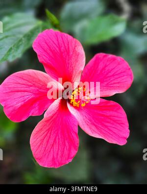 Leuchtend rosa Hibiskusblüte mit gelben Staubblättern vor einem verschwommenen grünen Hintergrund aus Blättern. Stockfoto