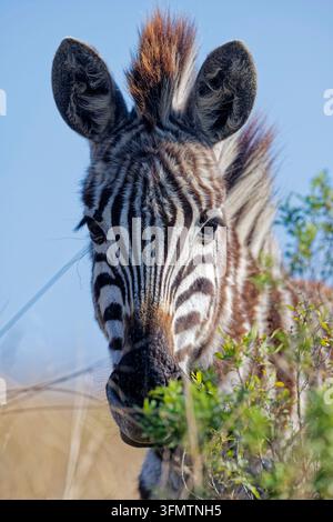 Burchells Zebra, Naturschutzgebiet Lake Eland, KwaZulu-Natal Südafrika Stockfoto