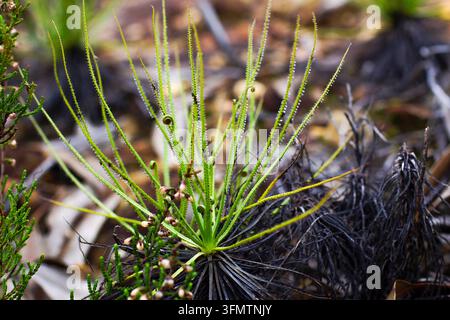 Nahaufnahme einer taufrischen Kiefernpflanze (Drosophyllum lusitanicum) im natürlichen Lebensraum nahe Aljezur, Portugal Stockfoto