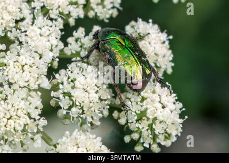 Irideszente Rosenkäfer suchen auf einem Büschel weißer Blüten nach Nektar, Jatarice, Mokra Gora, Serbien Stockfoto