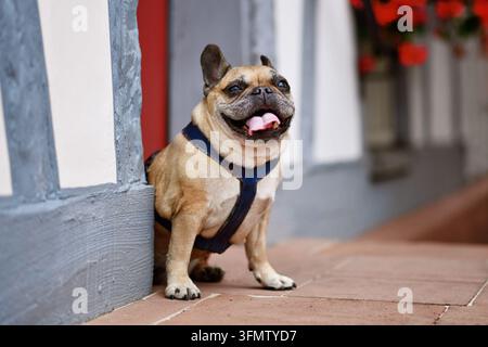 Keuchender älterer Fawn French Bulldog mit schwarzer Maske und grauen Haaren, der auf einer Straße sitzt Stockfoto