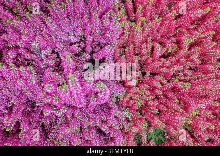 Oberansicht von saisonalen roten und lila Heideblüten Stockfoto