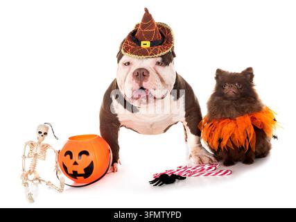 Männliche amerikanische Bully und spitz vor weißem Hintergrund Stockfoto