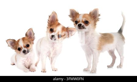 Wenig chihuahuas vor weißem Hintergrund Stockfoto