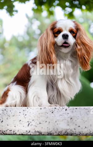Bezaubernder Cavalier King Charles Spaniel mit fließendem Fell, auf einer Steinoberfläche sitzend, üppiges grünes Laub im Hintergrund, fröhlicher und entspannter Ausdruck. Stockfoto