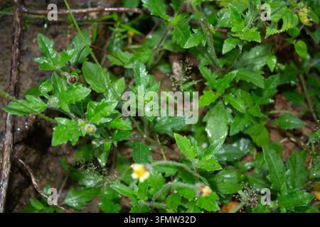 Tridax procumbens-Pflanzen (Kappenknöpfe), die nach Regen wild auf feuchtem Boden wachsen, Ilorin, Nigeria. Stockfoto