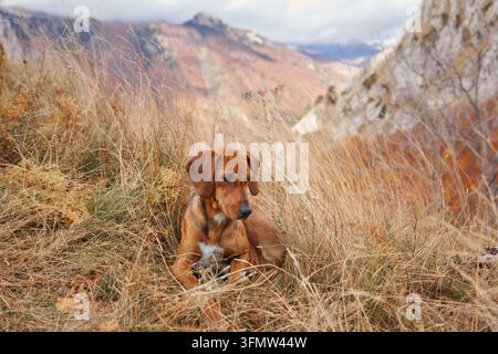 Montenegrinischer Berghund ruht in trockenem Gras während einer herbstlichen Bergwanderung. Felsige Hänge und farbenfrohe saisonale Landschaft umgeben den Jagdhund Stockfoto