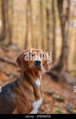 Montenegrin Mountain Hound blickt in die Kamera in einem warmen Herbstwald. Goldenes Laub und verschwommene Waldlandschaft schaffen einen natürlichen saisonalen Hintergrund Stockfoto