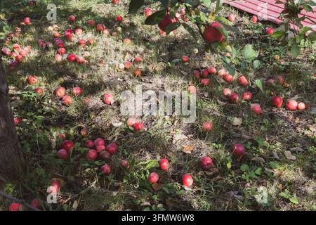 Dutzende rote Äpfel, die über trockenes Gras und Moos verstreut sind, in einer Draufsicht, ein Ast mit grünen Blättern, der von oben ins Bild ragt, ein großer Herbsttropfen für Apfelwein Stockfoto