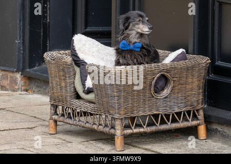 Alter Wachhund in einem Korb vor einem Laden in Stamford Stockfoto